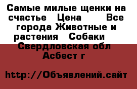 Самые милые щенки на счастье › Цена ­ 1 - Все города Животные и растения » Собаки   . Свердловская обл.,Асбест г.